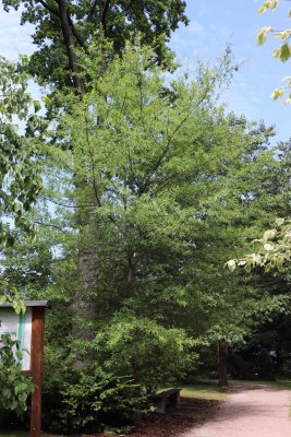 Quercus phellos - dub vrbolistý - celek